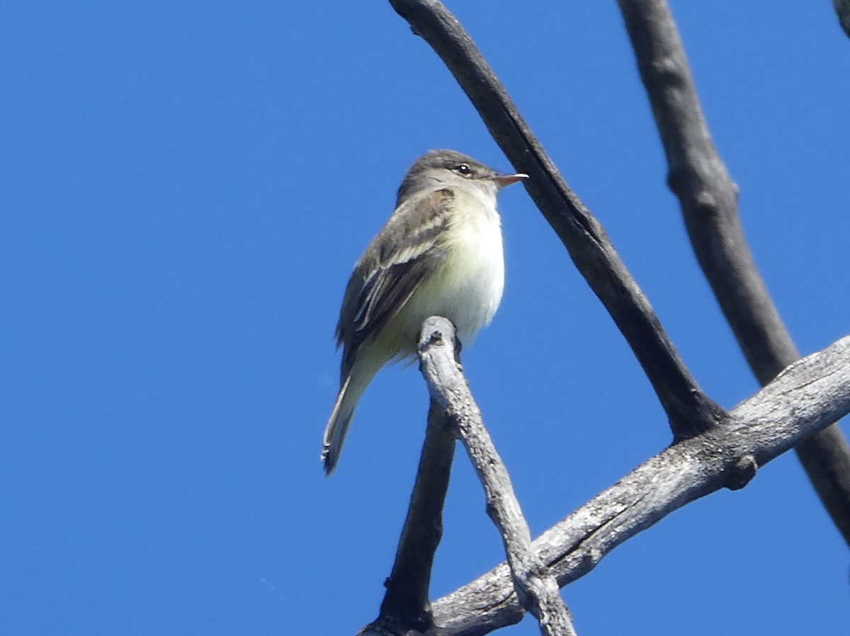 Eastern Wood-Pewee - ML238452141