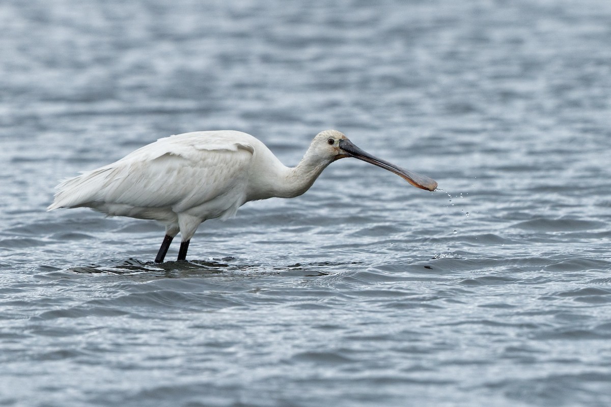 Eurasian Spoonbill - ML238452531