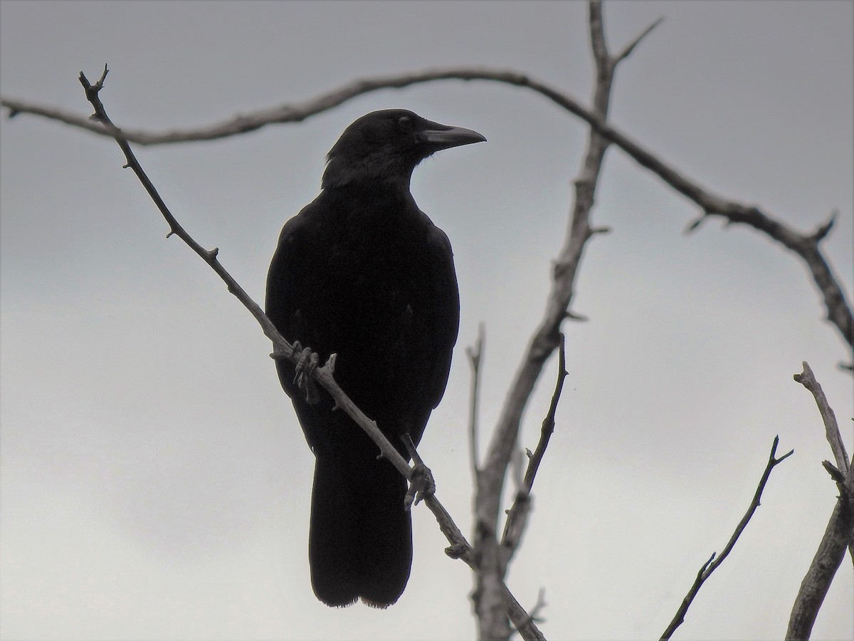 American Crow - ML238454001