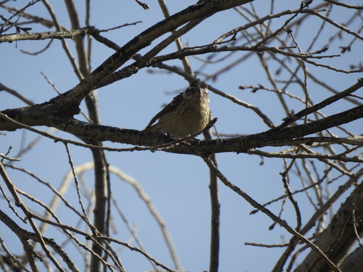 Rose-breasted Grosbeak - ML238456281