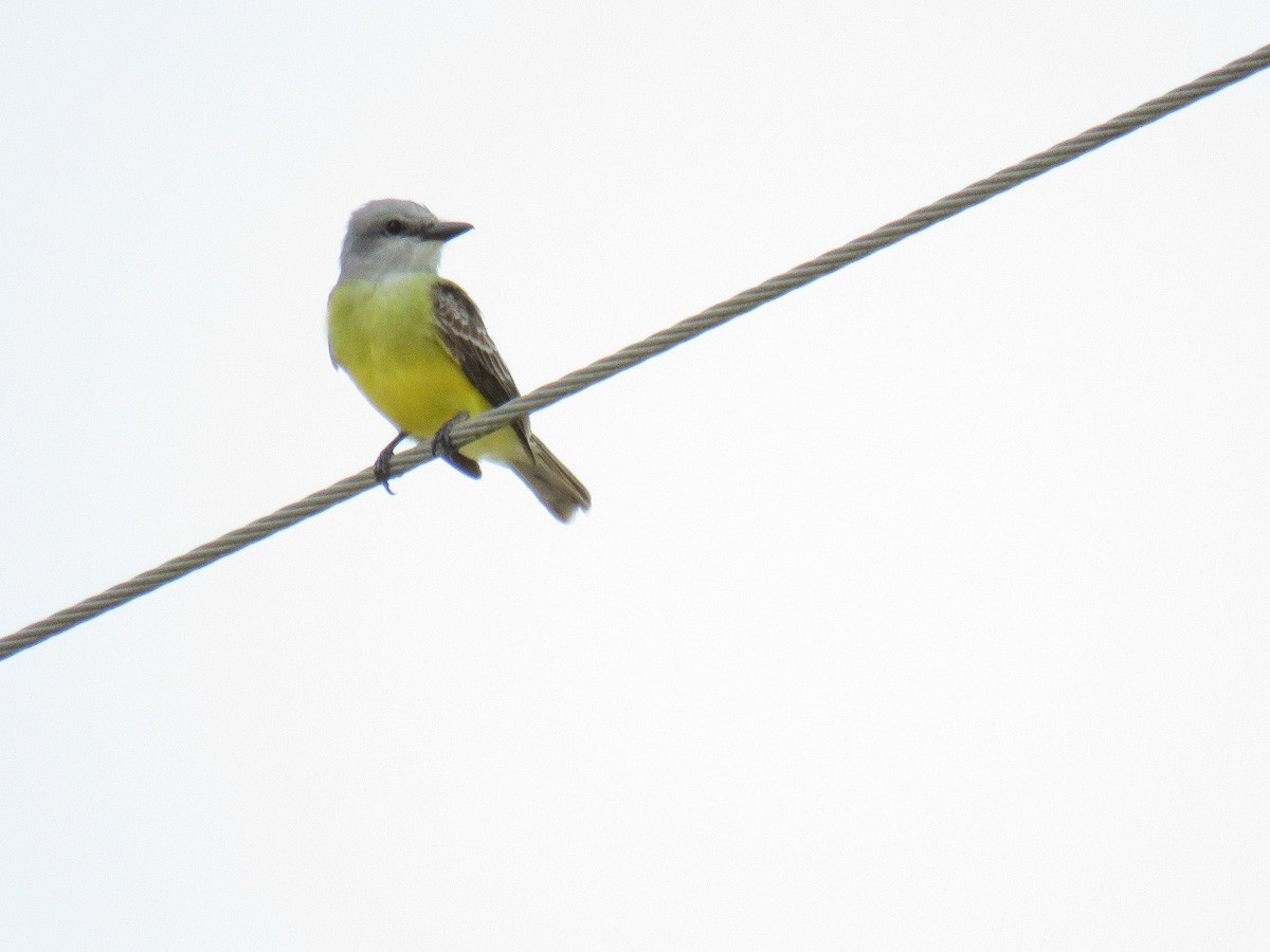 Couch's Kingbird - ML238457641