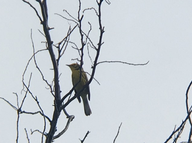 Prairie Warbler - Emma Loomis-Amrhein