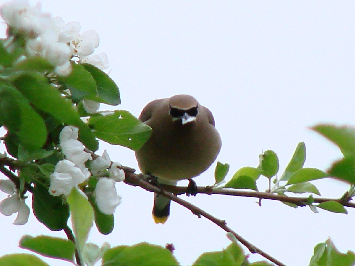 Cedar Waxwing - ML238459441