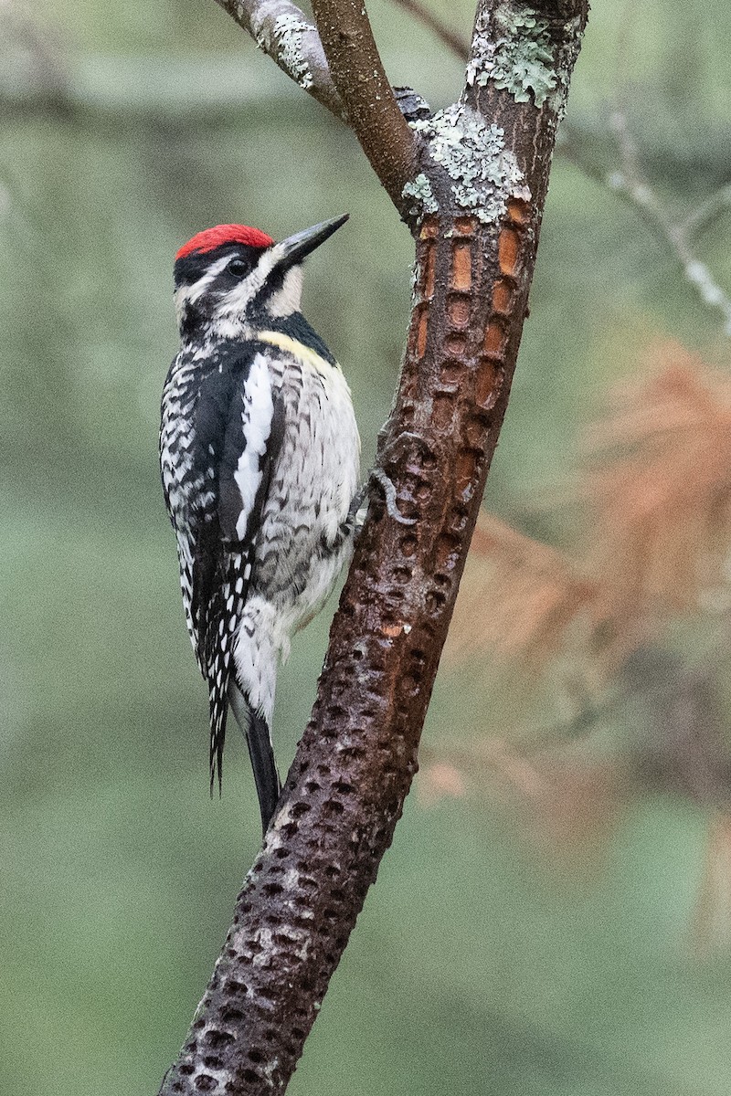 Yellow-bellied Sapsucker - ML238459771