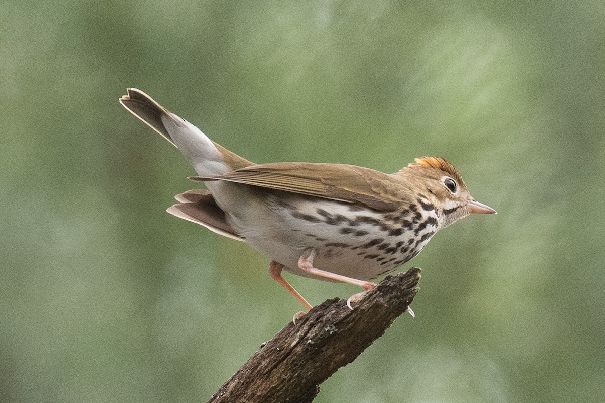 Ovenbird - ML238459841