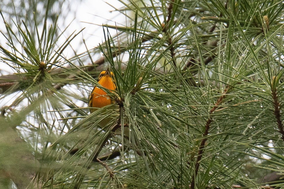 Blackburnian Warbler - ML238459971