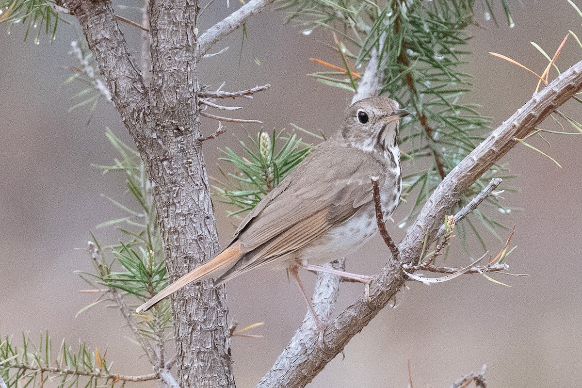 Hermit Thrush - ML238460171