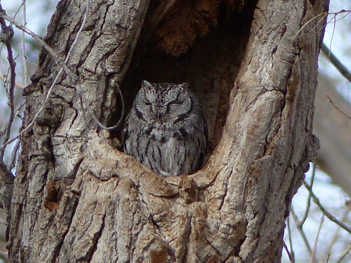Western Screech-Owl - ML23846041