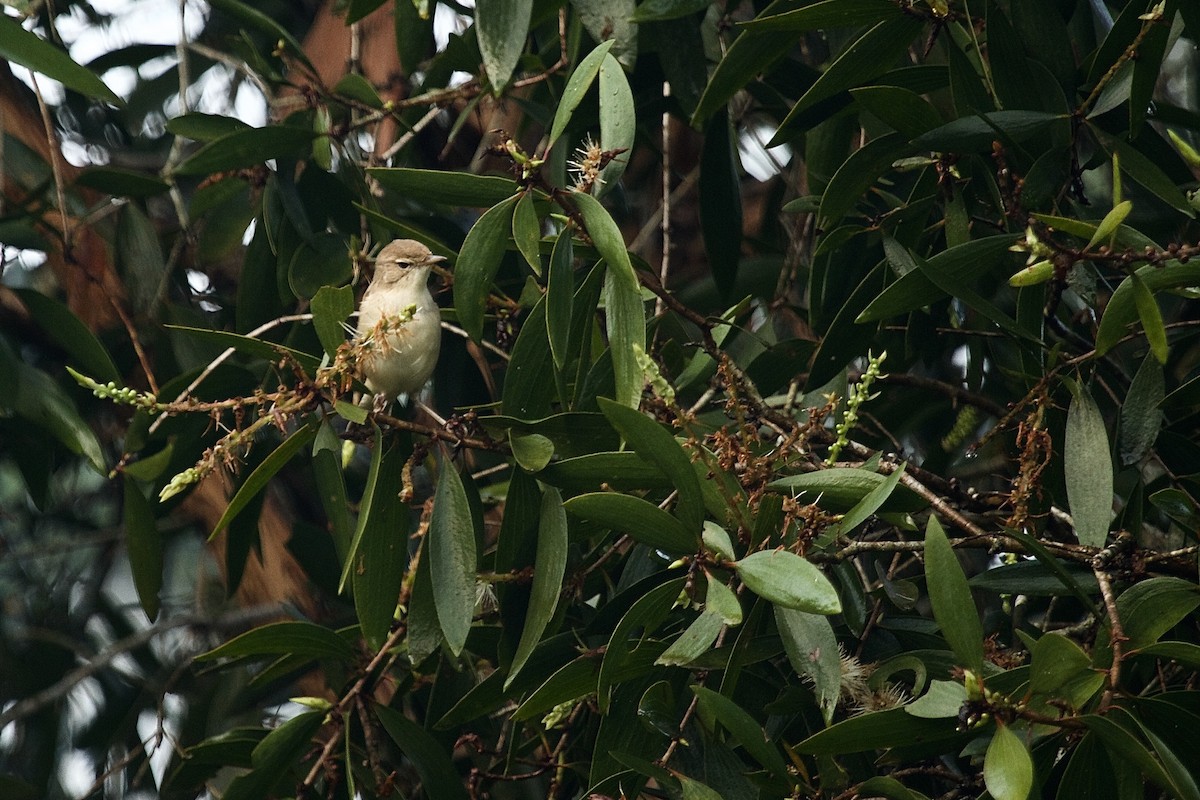 Booted Warbler - ML238461111