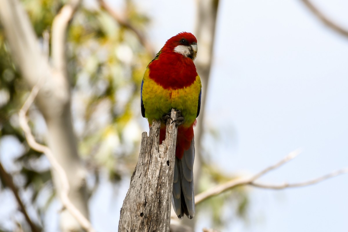 Eastern Rosella - ML238461521