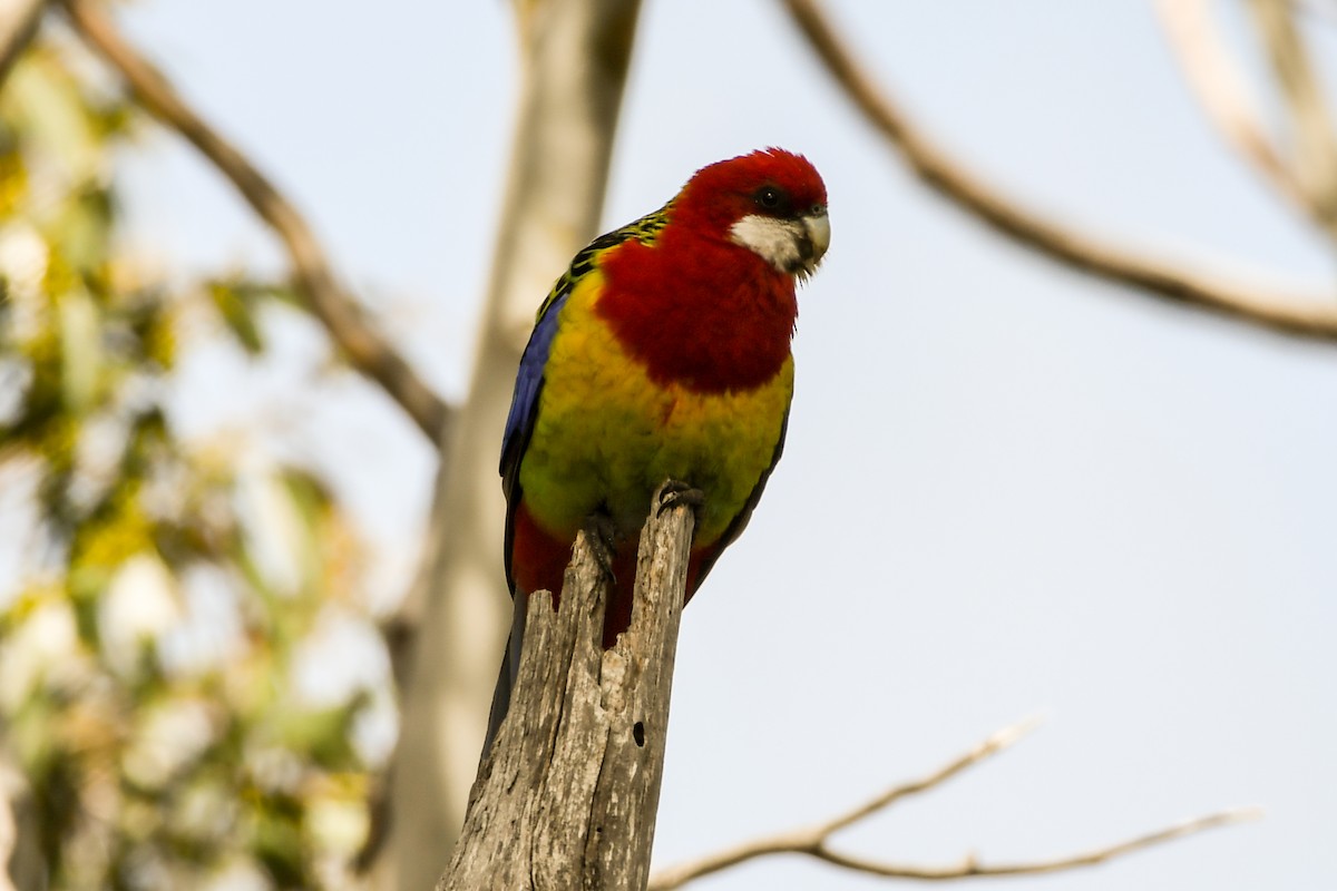 Eastern Rosella - ML238461651