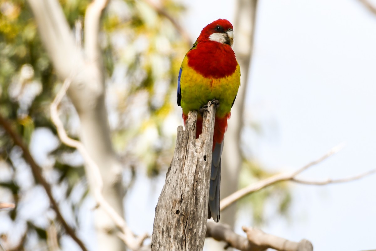 Eastern Rosella - ML238461711