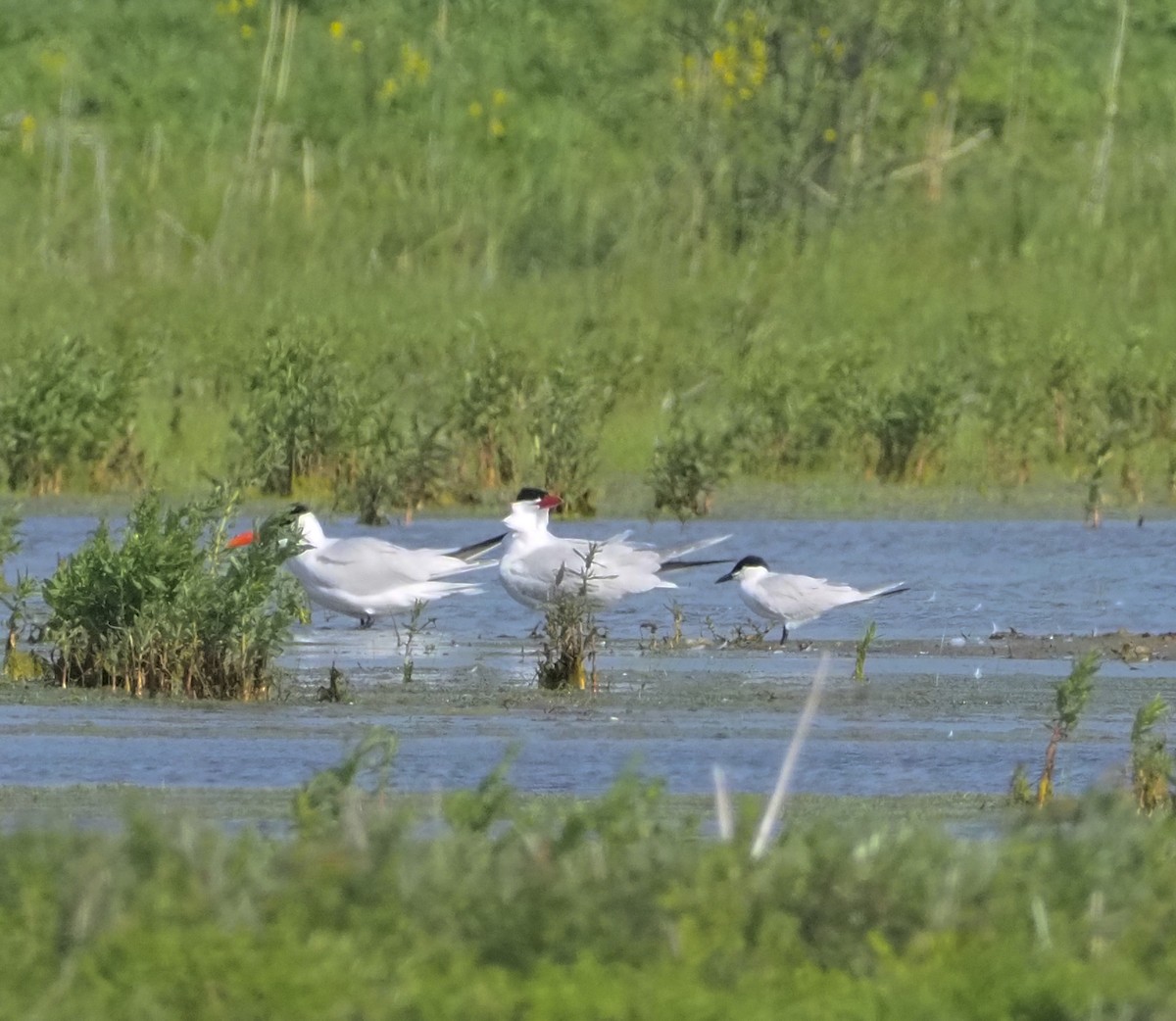 Gull-billed Tern - Celeste Morien