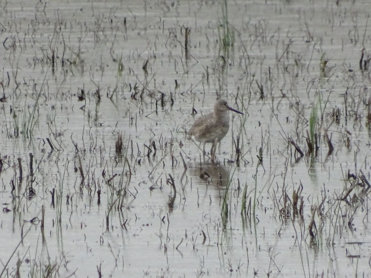 Chevalier semipalmé - ML238462321