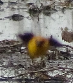 Carouge à tête jaune - ML238462491