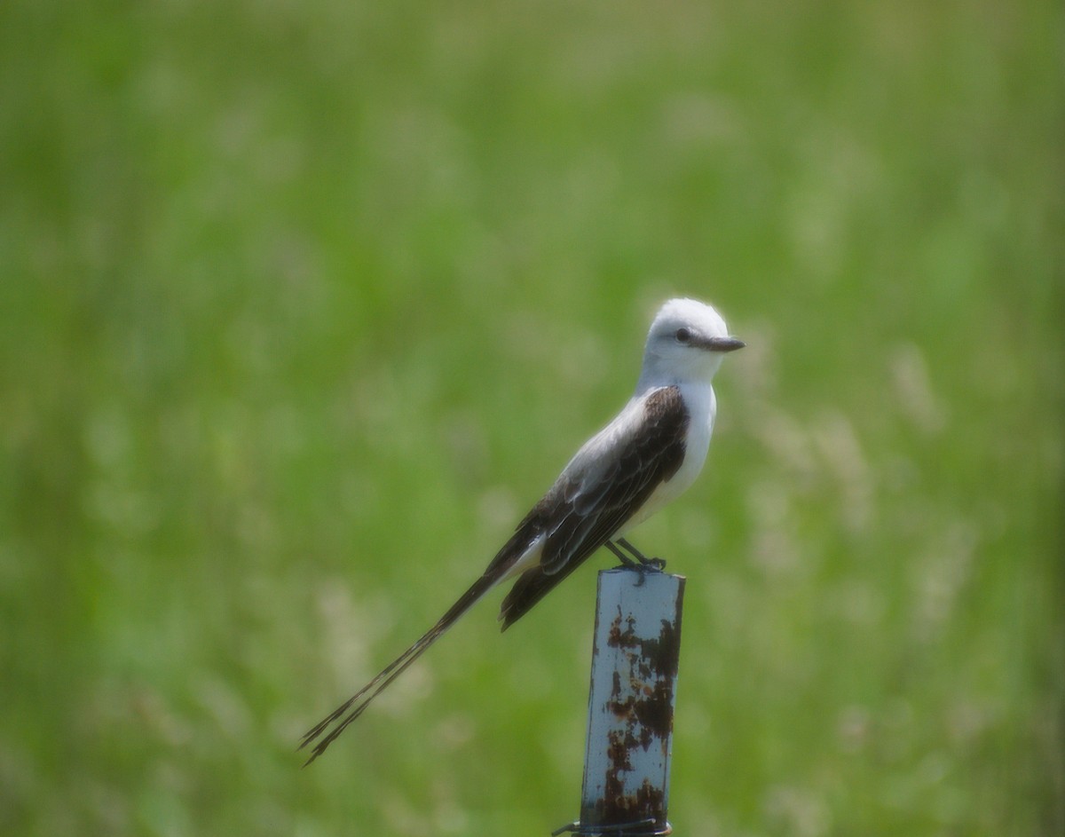 Scissor-tailed Flycatcher - Jonathan Blakey