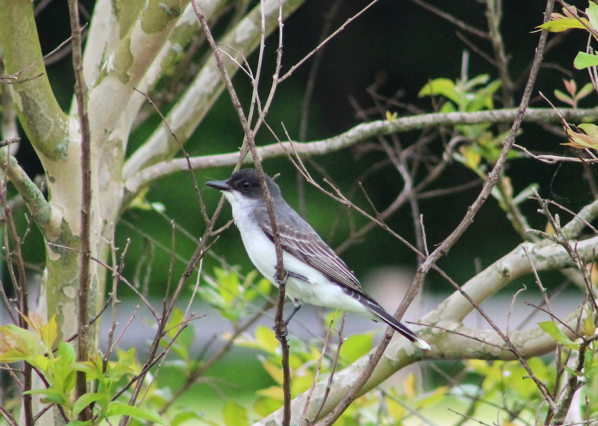 Eastern Kingbird - ML238463331