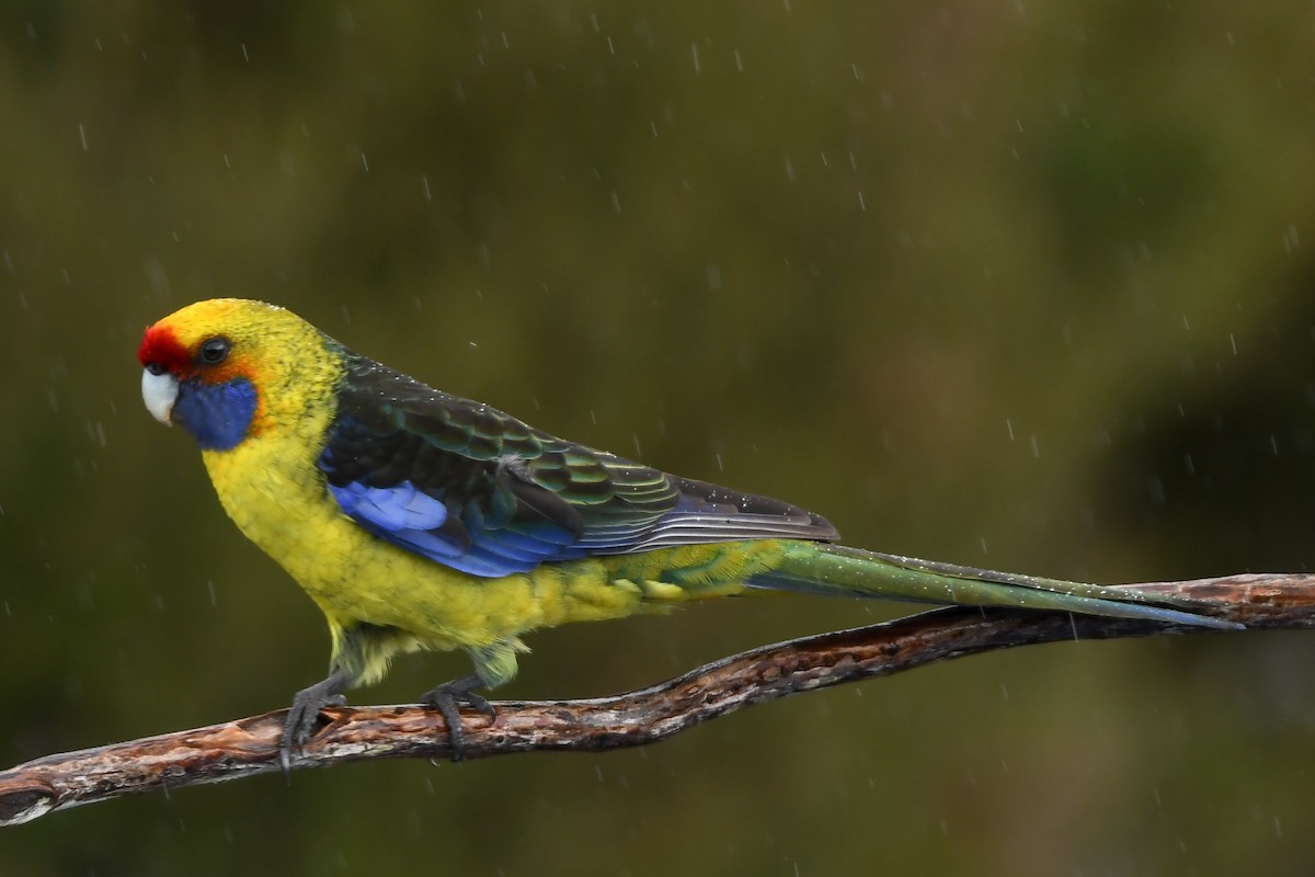 Green Rosella - Alison Bentley