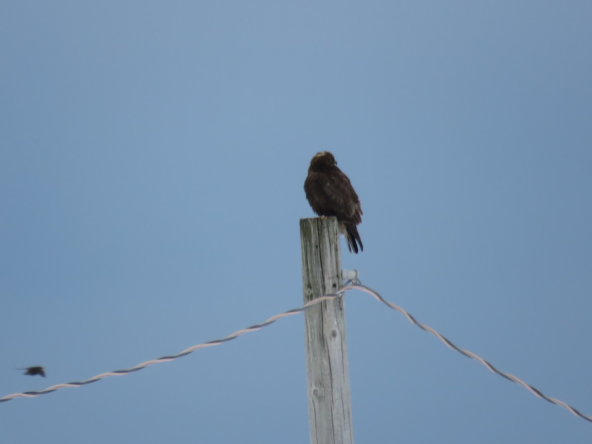 Rough-legged Hawk - ML23846671