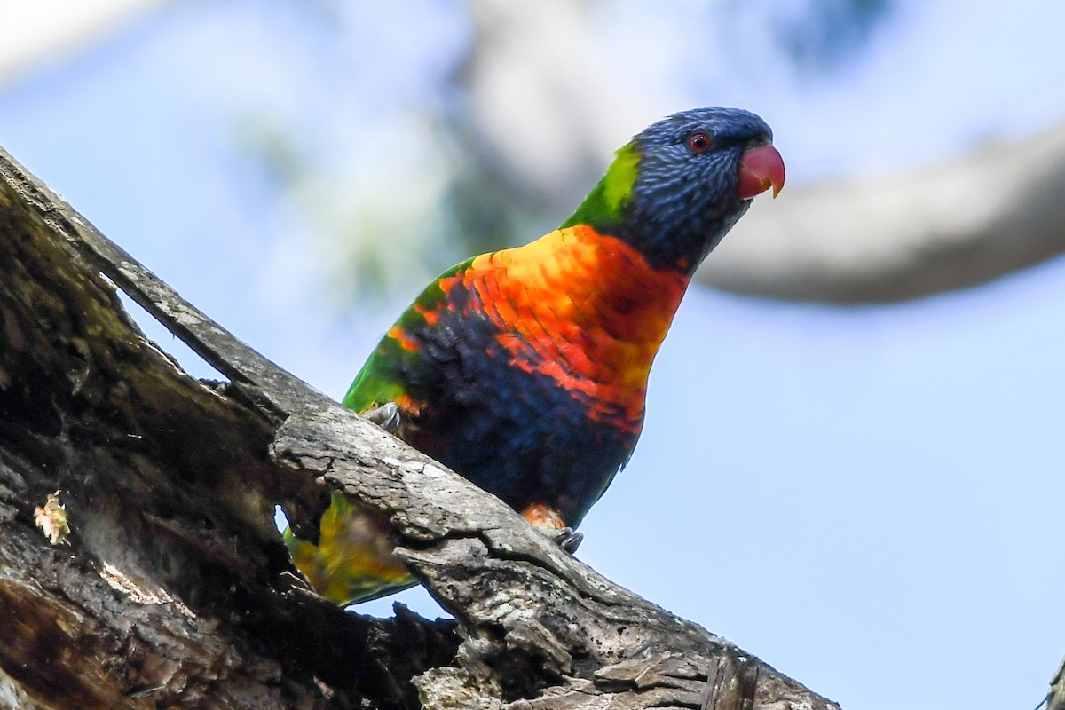 Rainbow Lorikeet - Alison Bentley