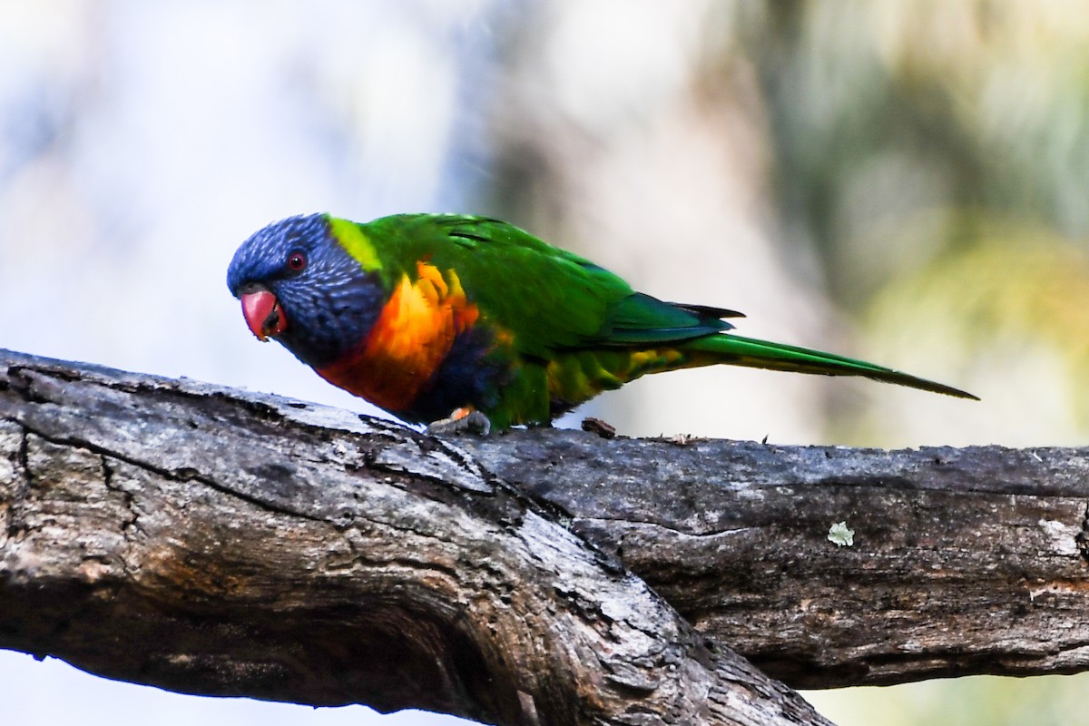 Rainbow Lorikeet - ML238468201