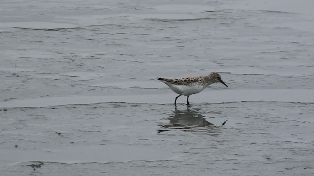 Semipalmated Sandpiper - ML238469561