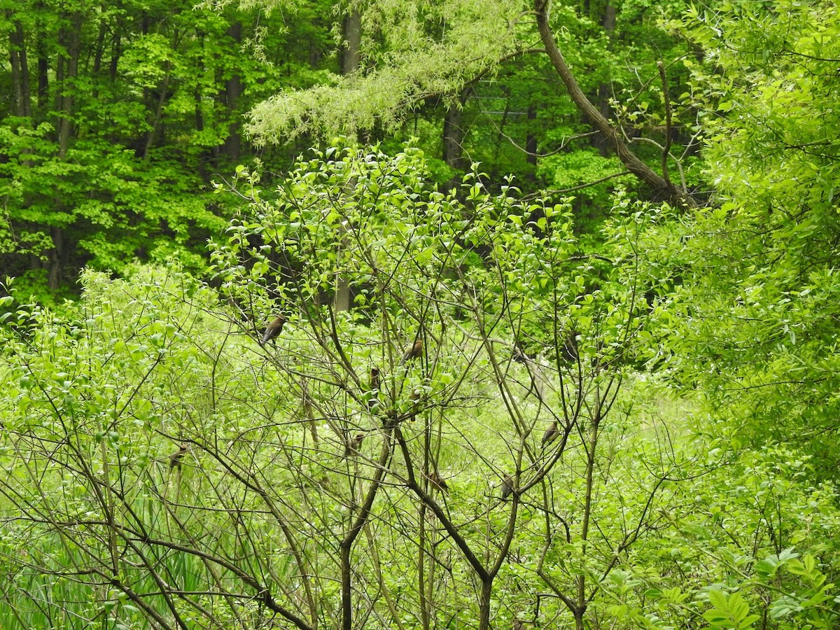 Cedar Waxwing - ML238471241