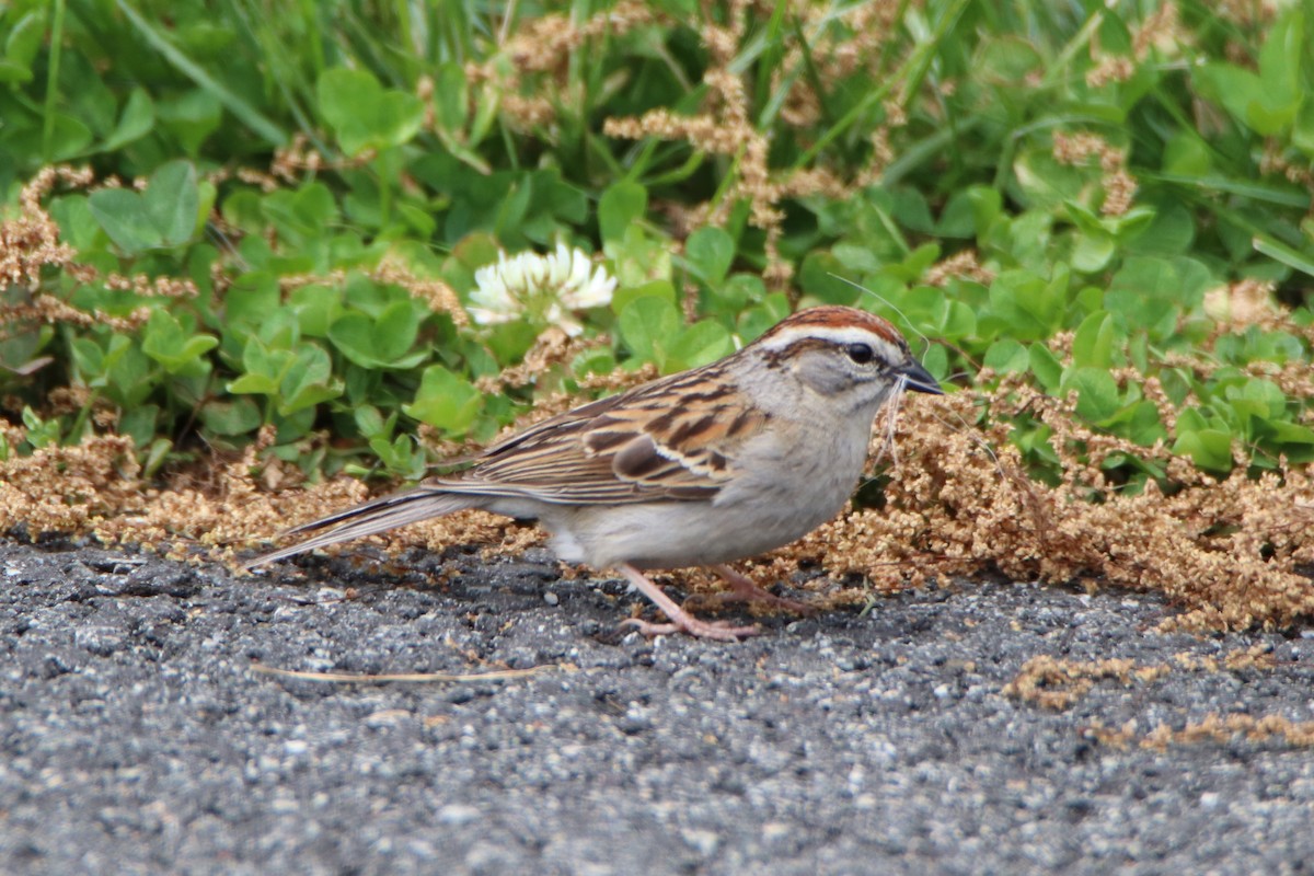 Chipping Sparrow - ML238471291