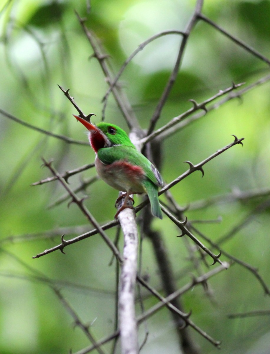 Broad-billed Tody - ML23847411