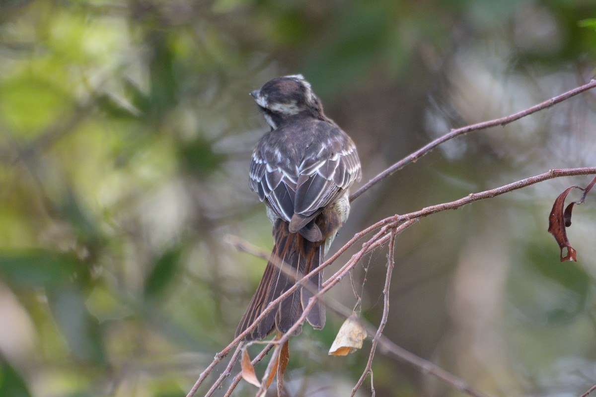 Variegated Flycatcher - Michael Tromp