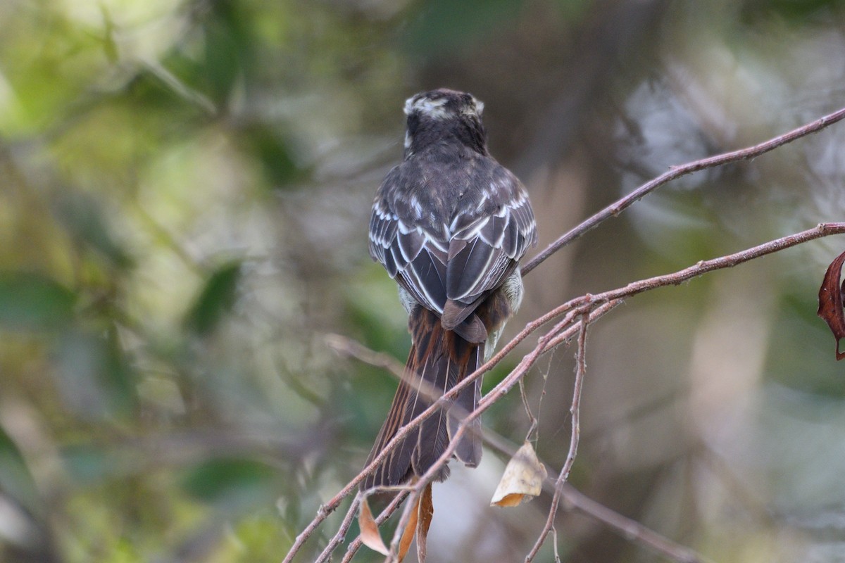 Variegated Flycatcher - ML238474681