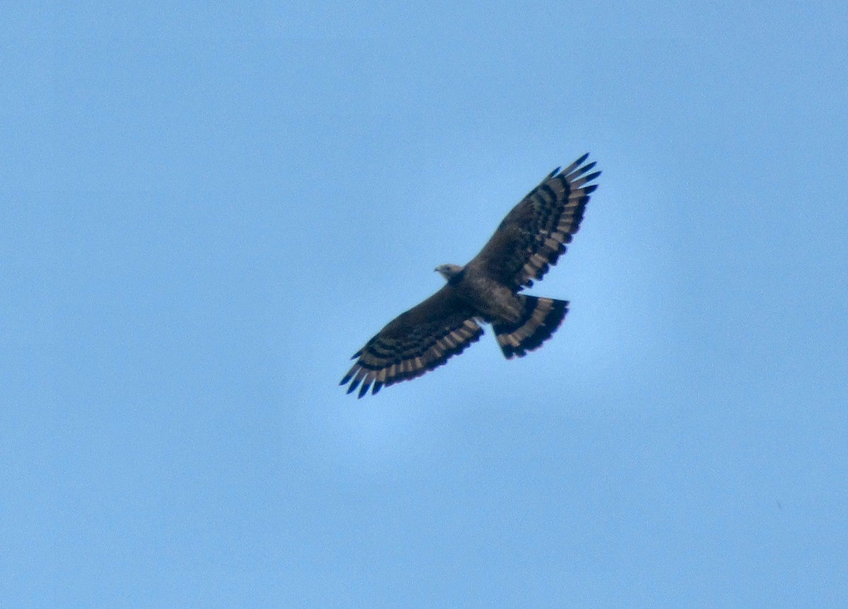 Oriental Honey-buzzard - ML23847531