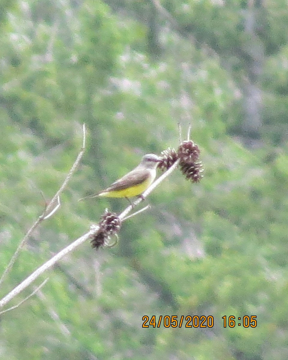 Western Kingbird - ML238475941