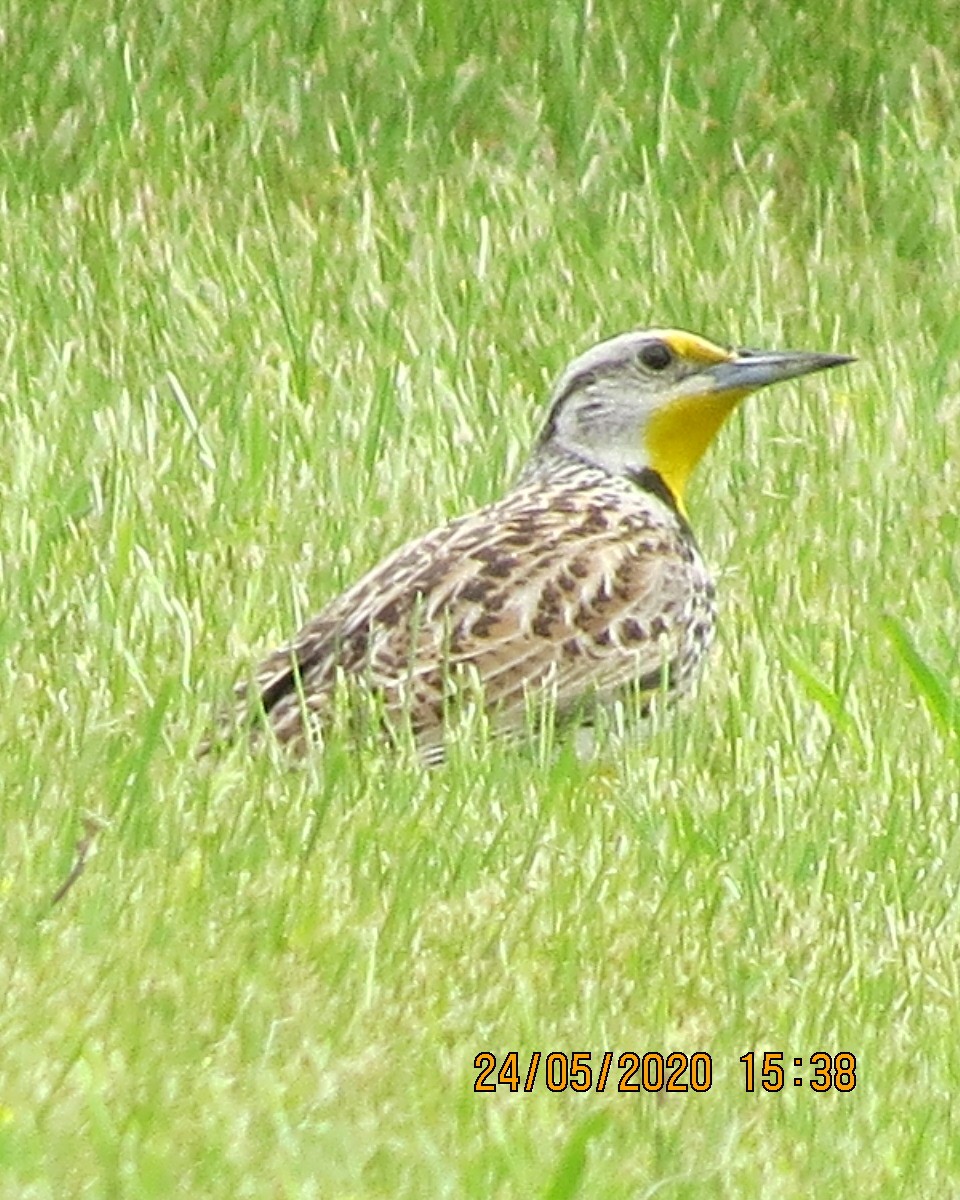 Western Meadowlark - Gary Bletsch