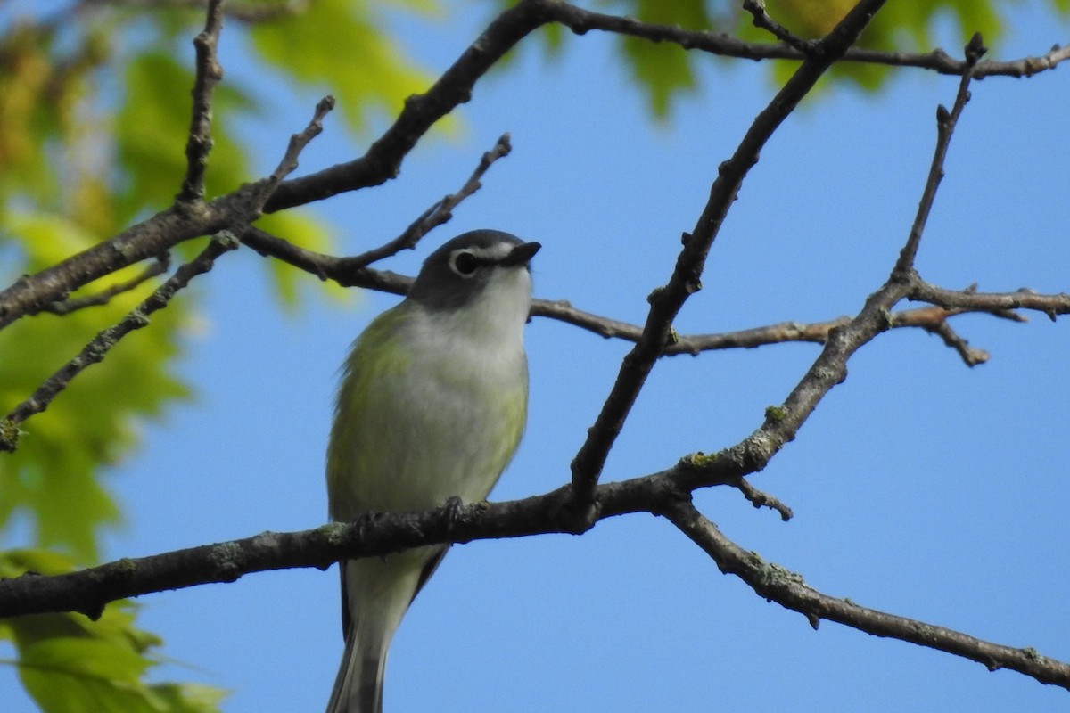 Blue-headed Vireo - ML238476911