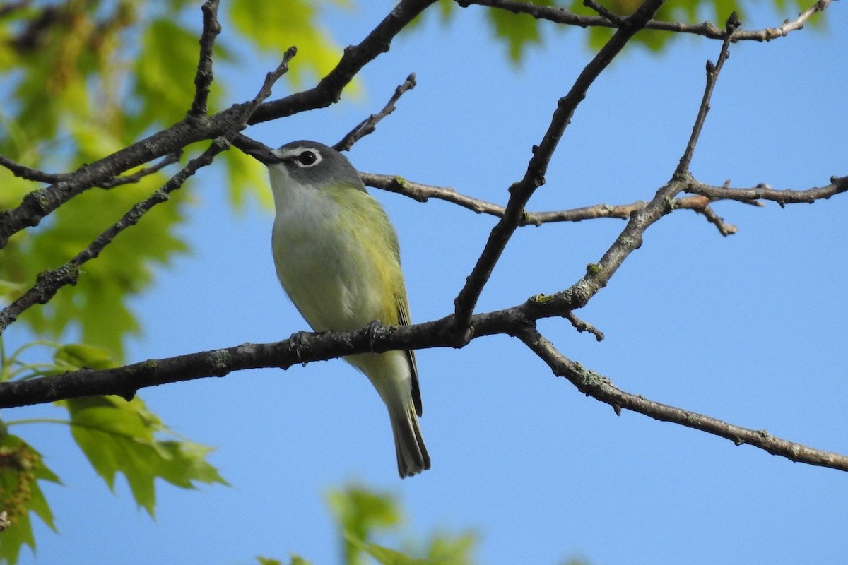 Blue-headed Vireo - Dan Belter