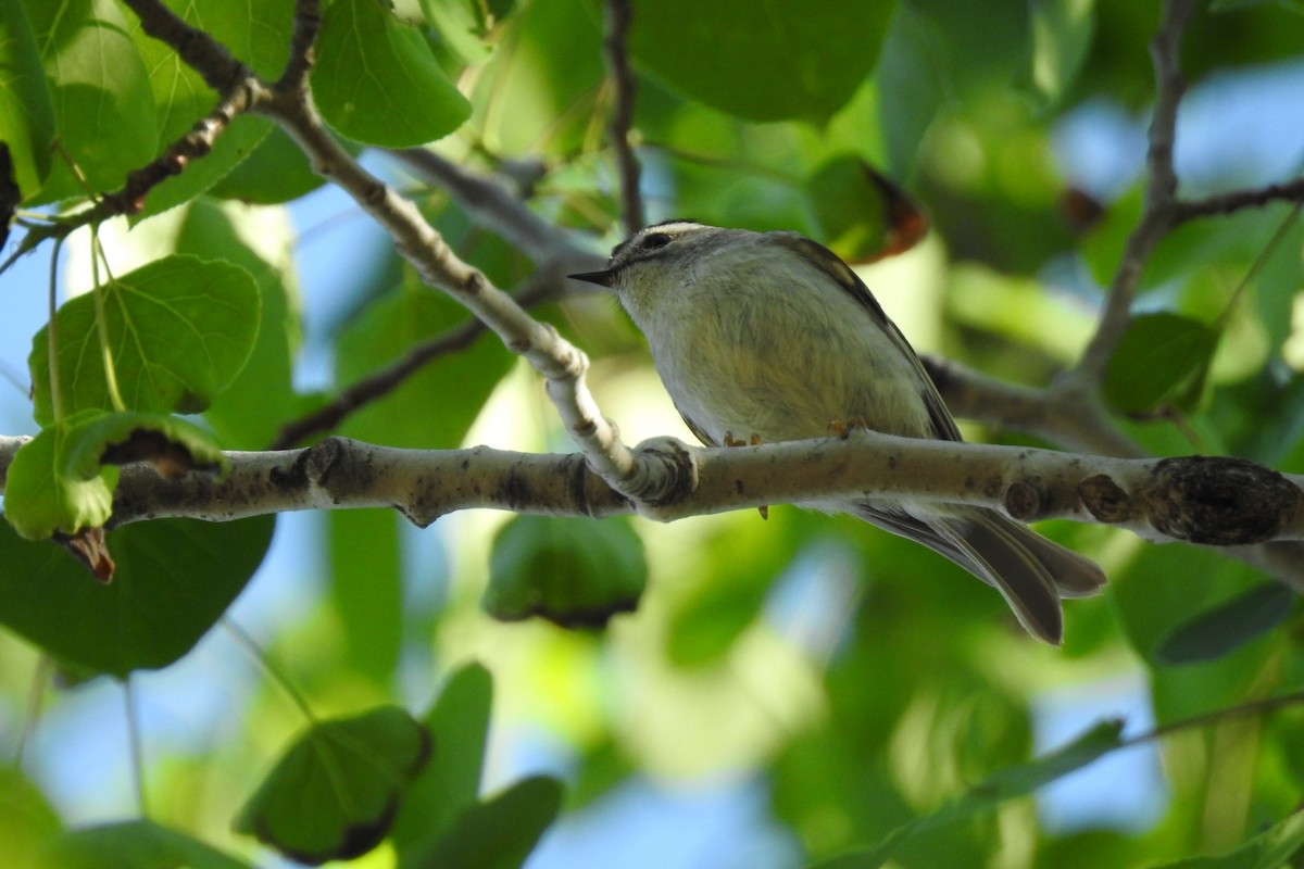 Golden-crowned Kinglet - ML238477181