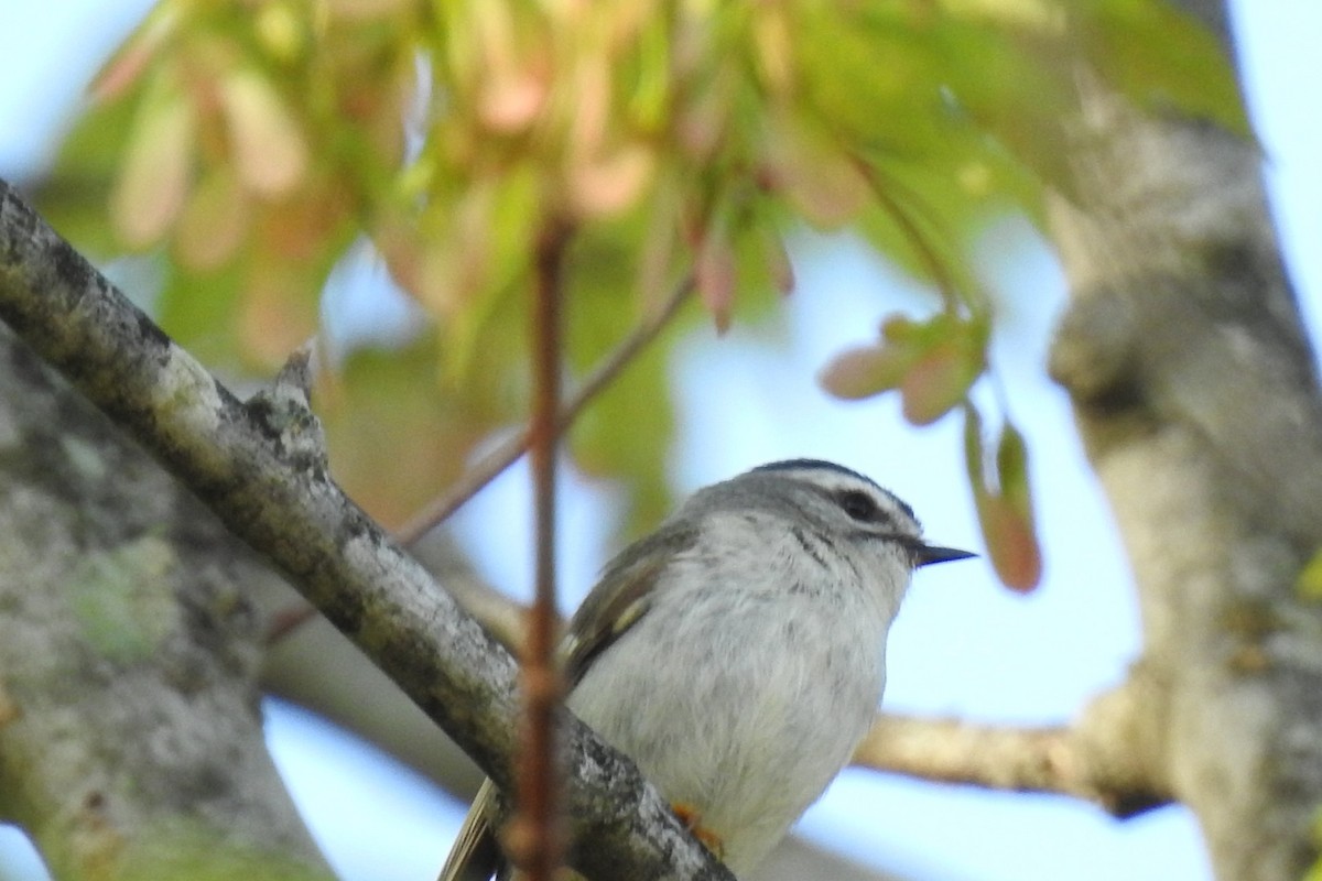 Golden-crowned Kinglet - ML238477191