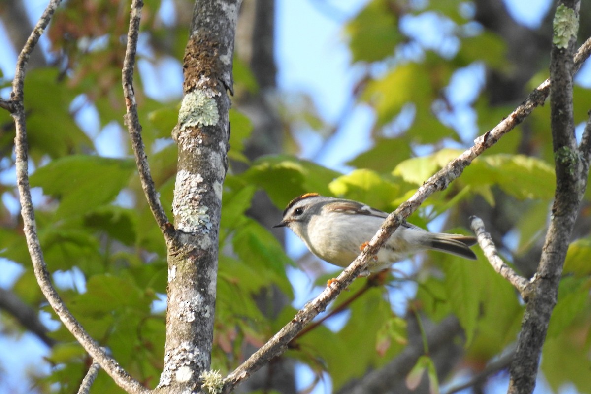 Golden-crowned Kinglet - ML238477211