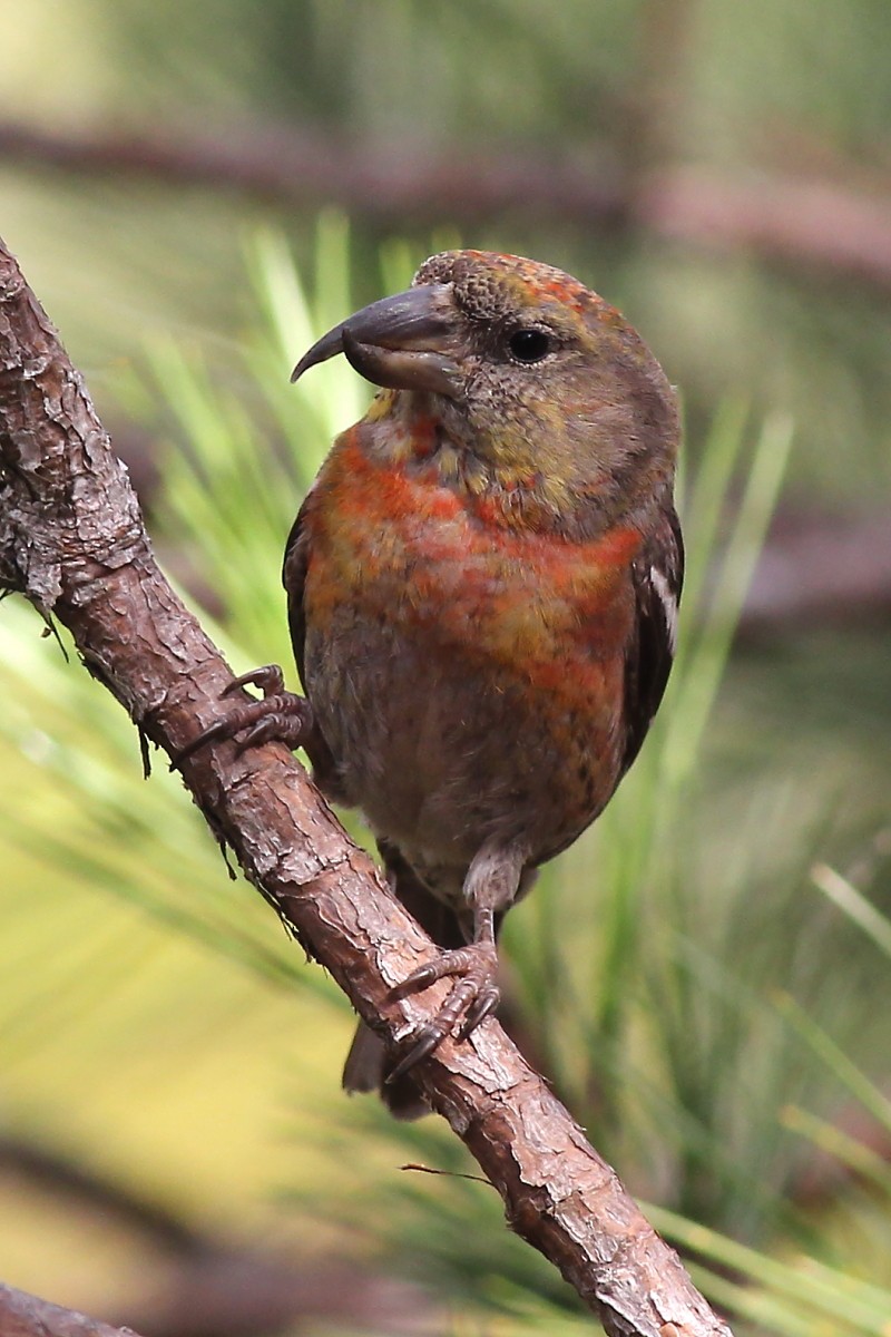 Hispaniolan Crossbill - ML23847761