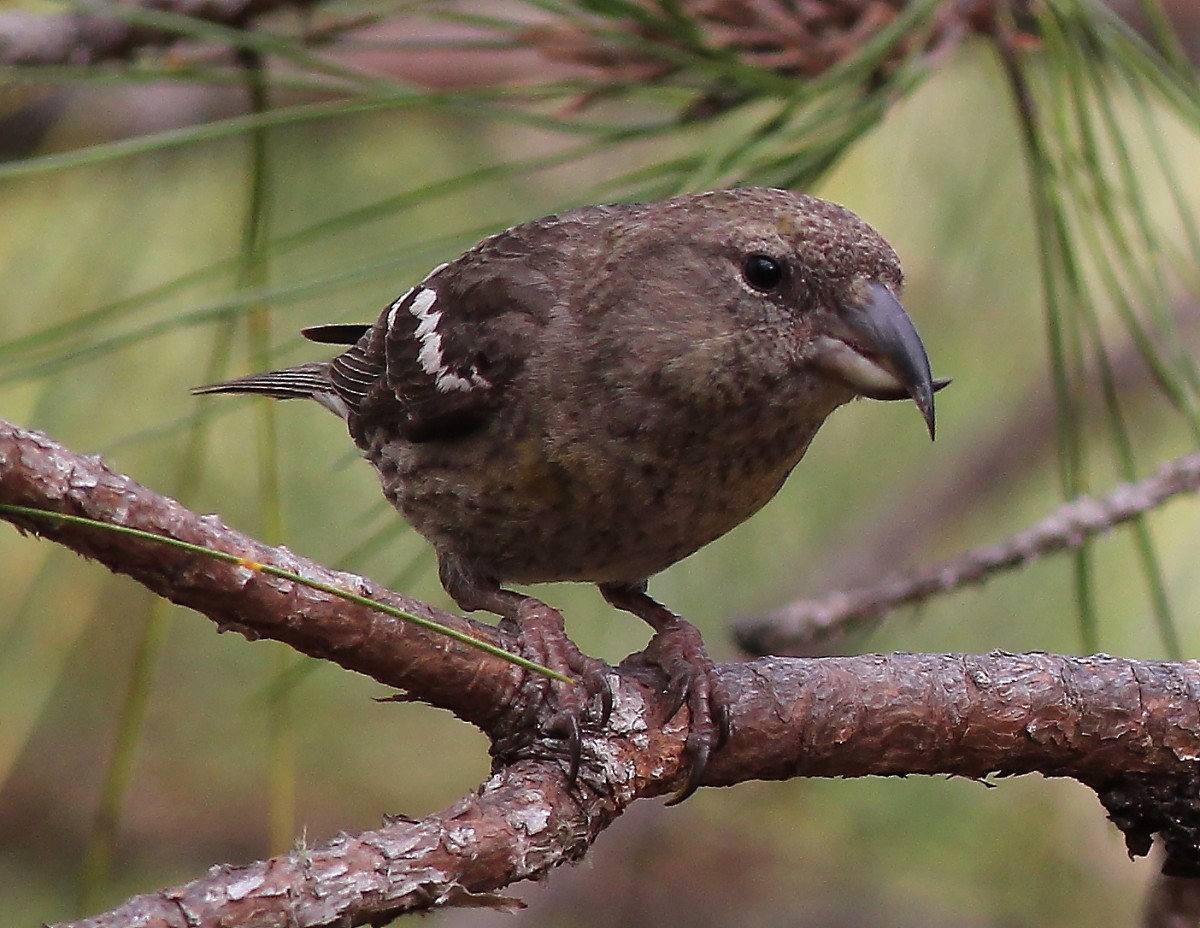 Hispaniolan Crossbill - Jason Leifester