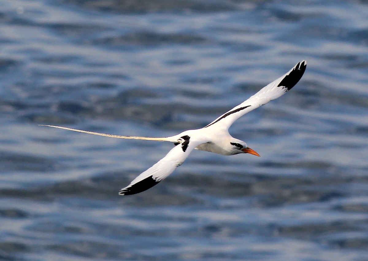 White-tailed Tropicbird - ML23847971