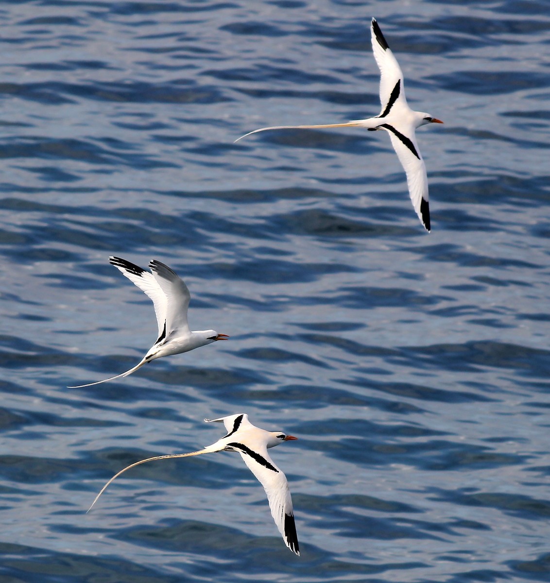 White-tailed Tropicbird - ML23847981