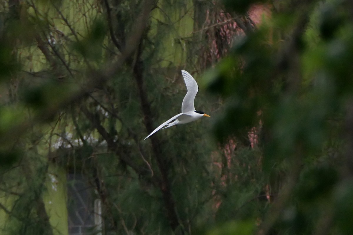 Lesser Crested Tern - ML238481951