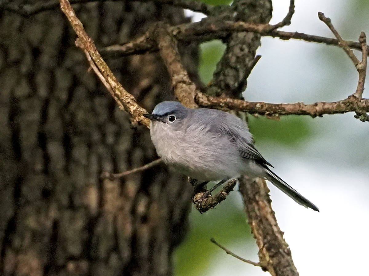 Blue-gray Gnatcatcher - ML238483341