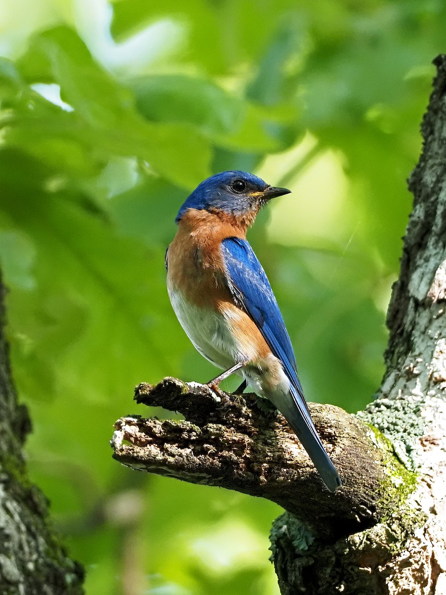 Eastern Bluebird - ML238483431