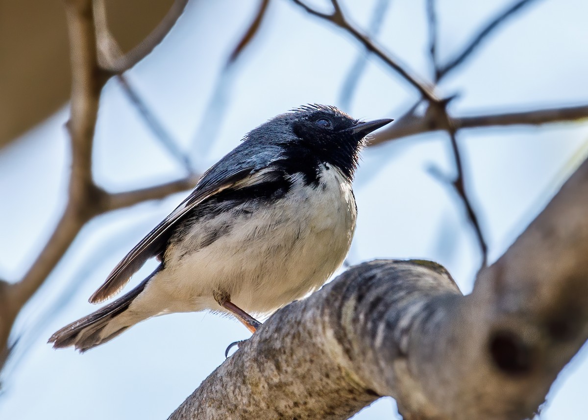 Black-throated Blue Warbler - ML238483621