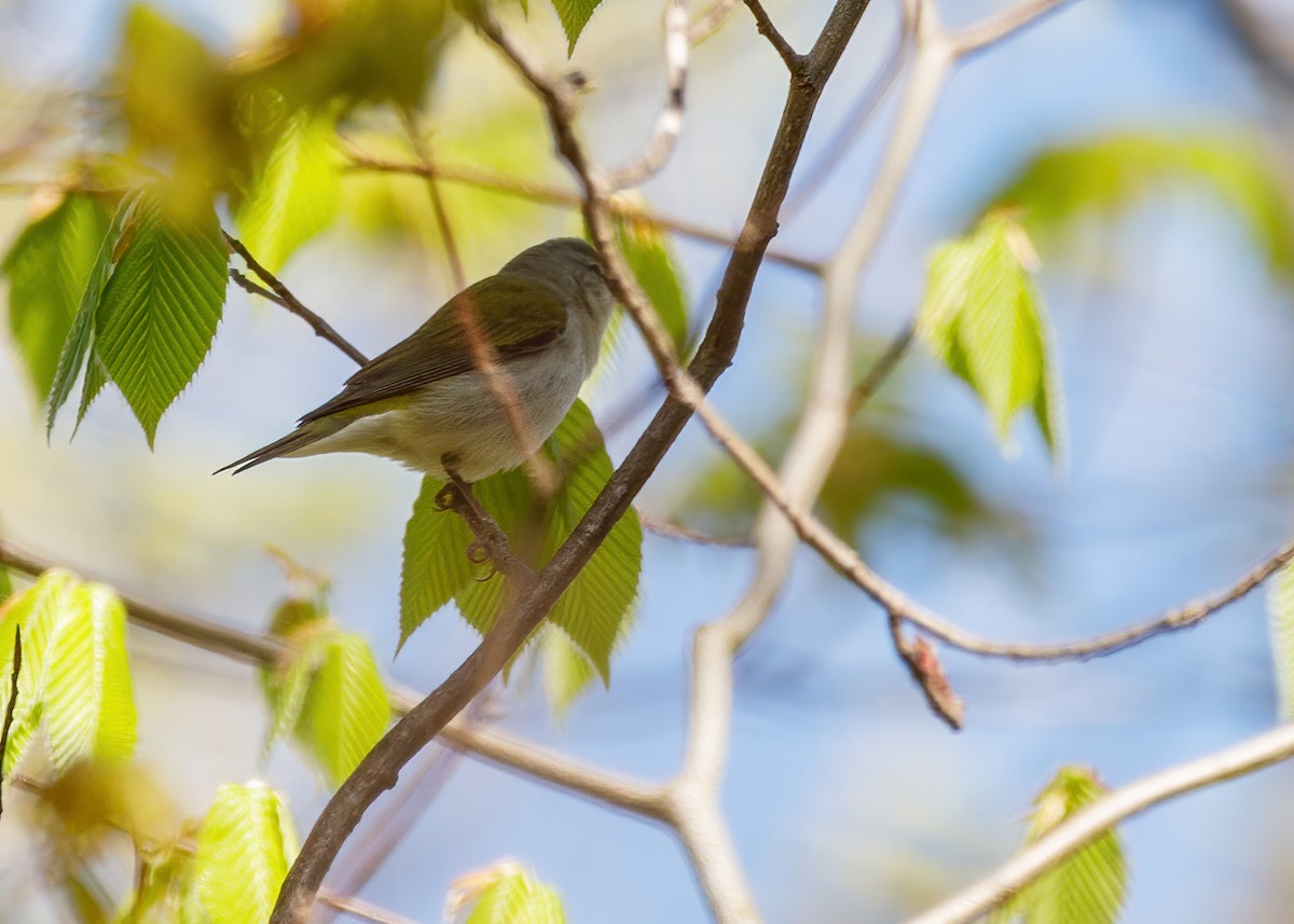 Tennessee Warbler - ML238483741