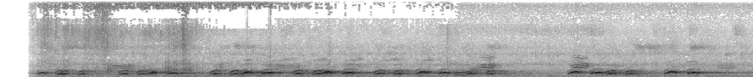 sovka štěkavá - ML238484851