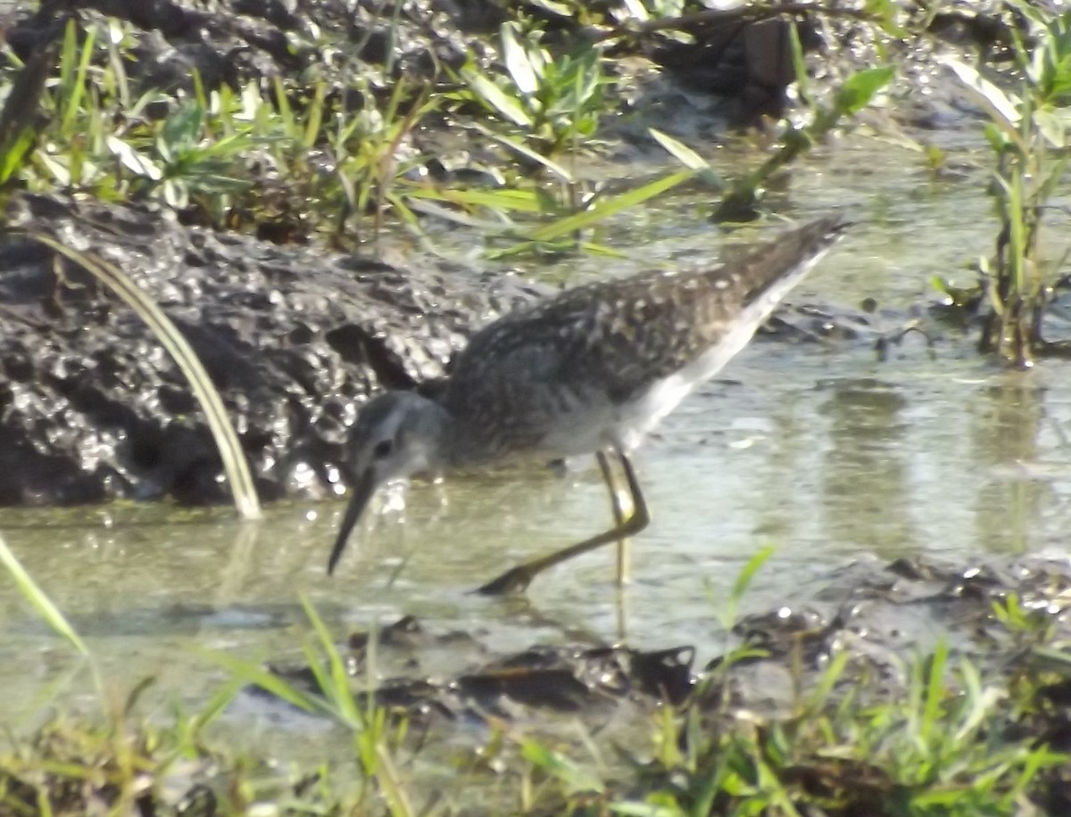 Wood Sandpiper - Mike Tuer